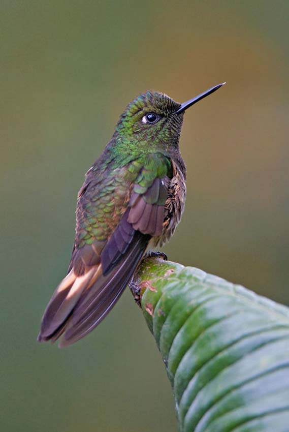hummer01