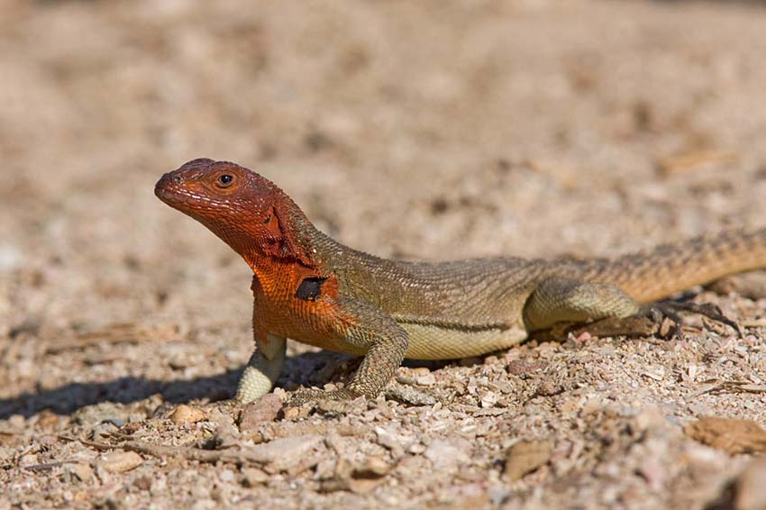 lavalizard1