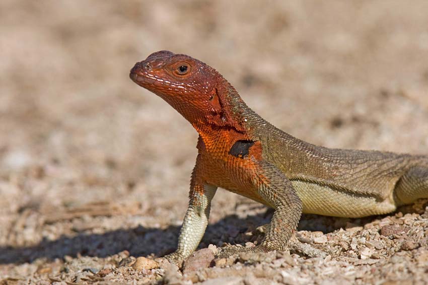 lavalizard2