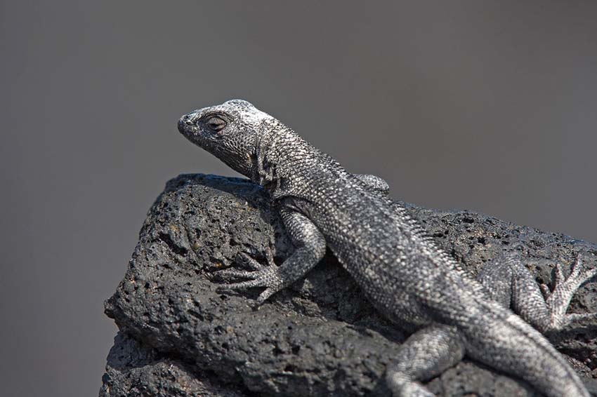 lavalizard8