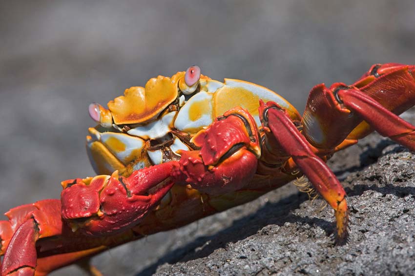 sallylightfootcrab2