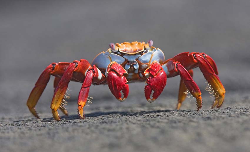 sallylightfootcrab4