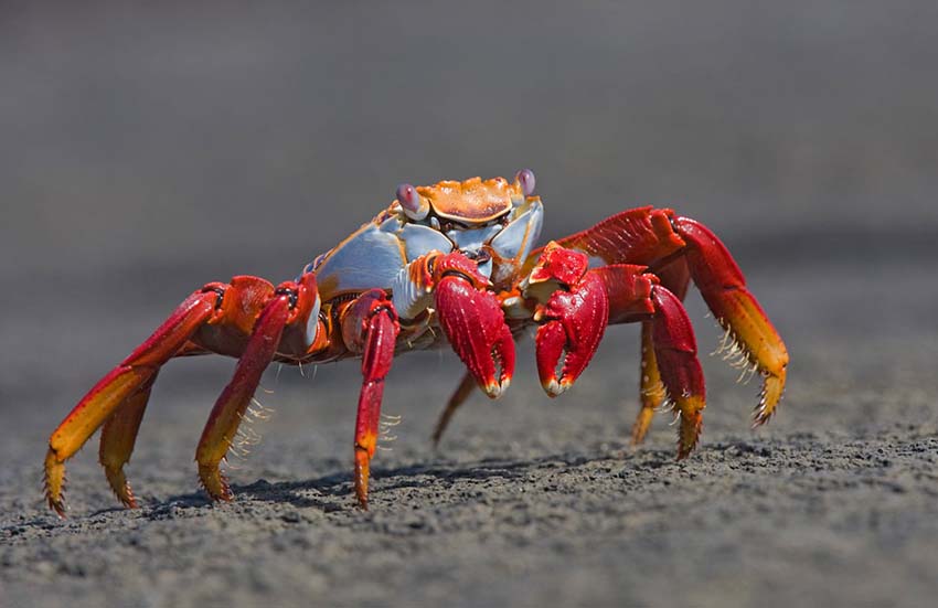 sallylightfootcrab5