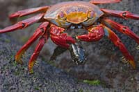 sallylightfootcrab1