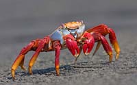 sallylightfootcrab3