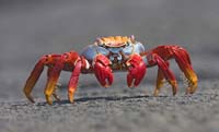 sallylightfootcrab4