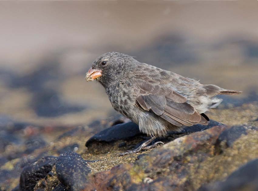 finch2