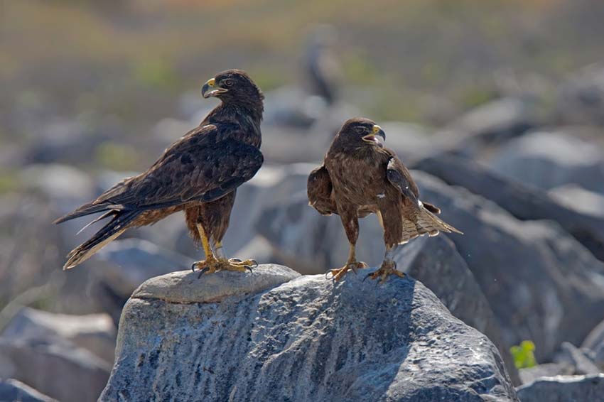 galapagoshawk1