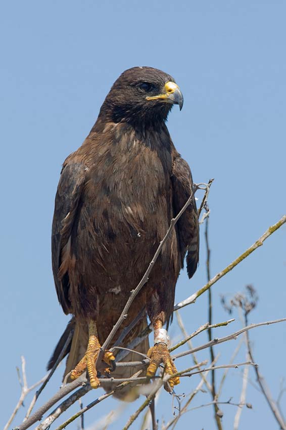 galapagoshawk11