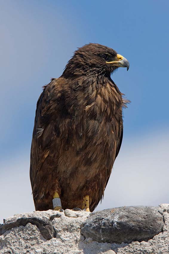 galapagoshawk12