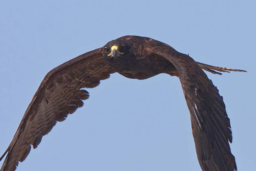 galapagoshawk13