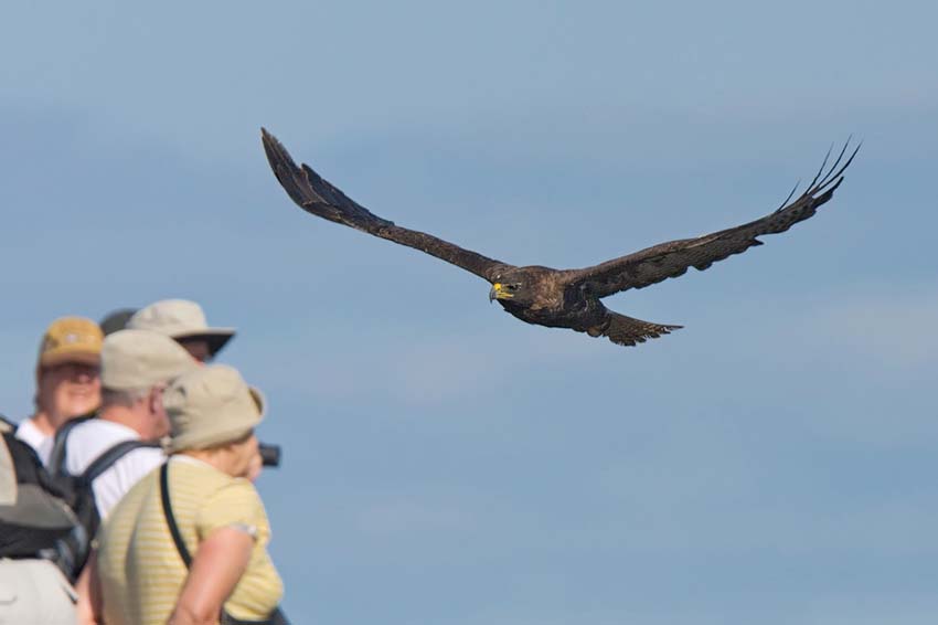 galapagoshawk14