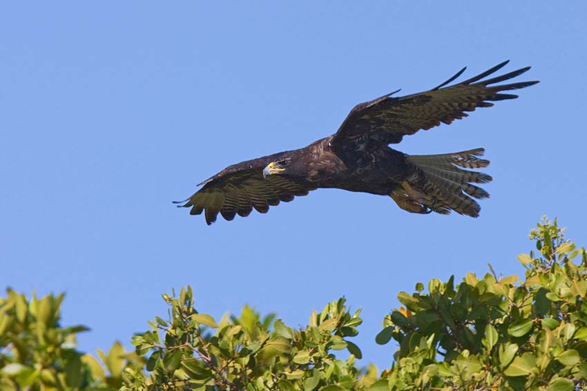 galapagoshawk20
