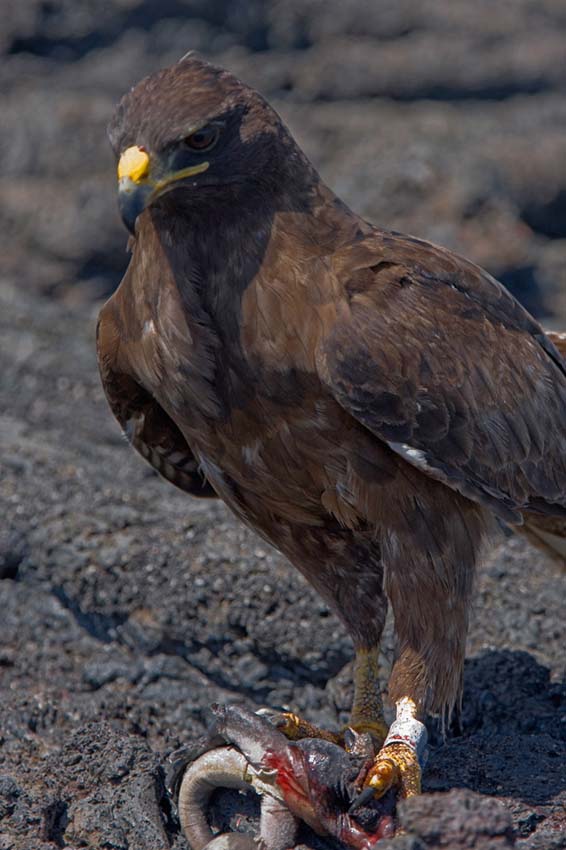 galapagoshawk26