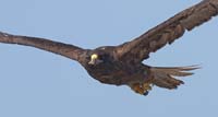 galapagoshawk10