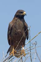 galapagoshawk11