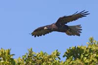 galapagoshawk20