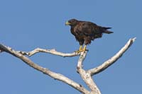 galapagoshawk22