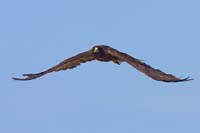 galapagoshawk6