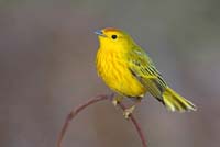 yellowwarbler1