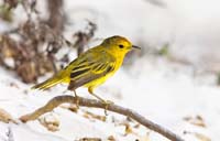 yellowwarbler4