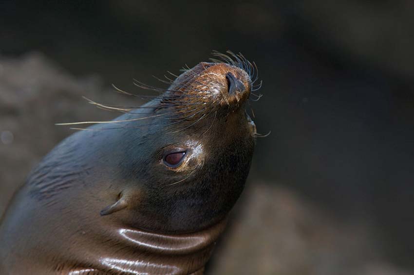 sealion10