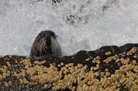 furseal2