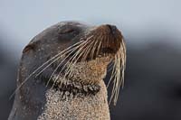 sealion1