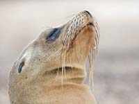 sealion14