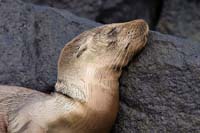 sealion5