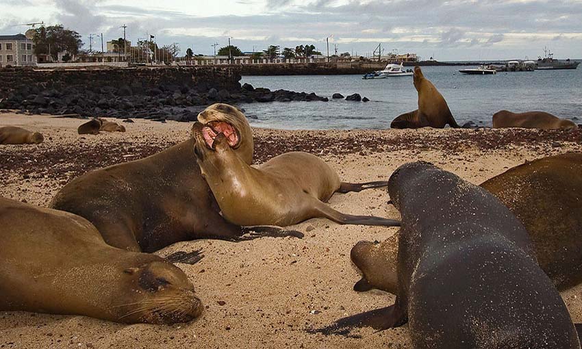 galapagos02