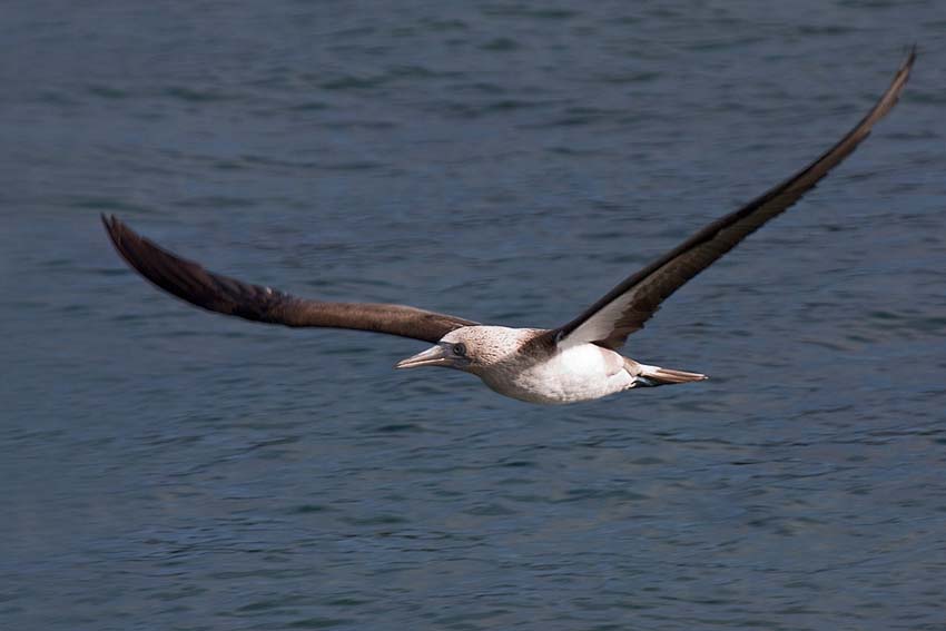 bluefootedbooby1