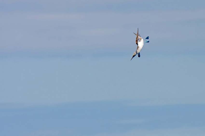 bluefootedbooby19