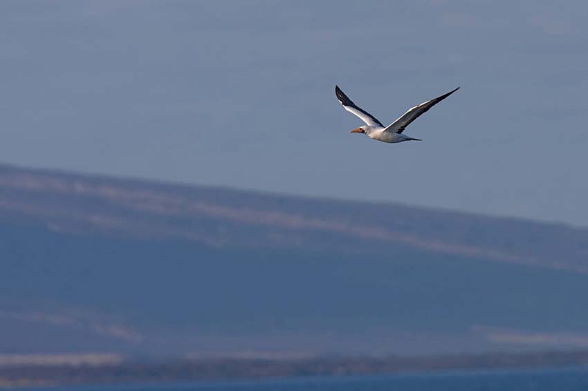 bluefootedbooby20