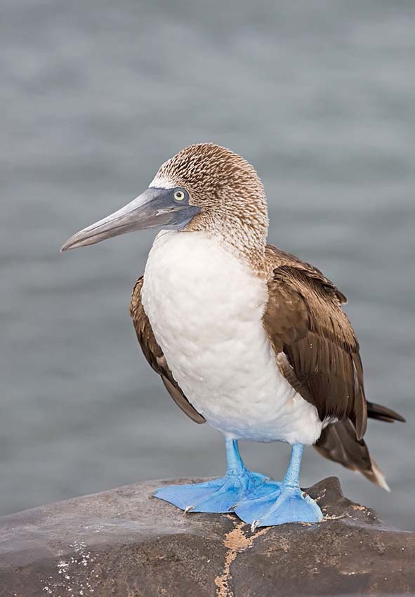 bluefootedbooby22