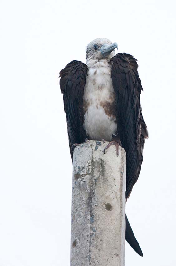 frigatebird02