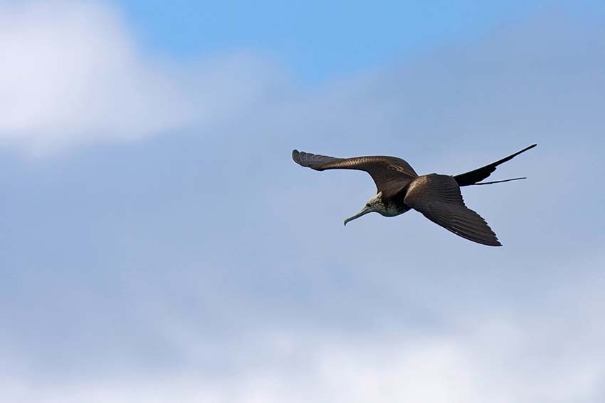 frigatebird08