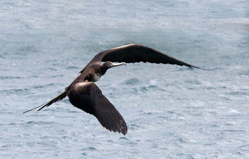 frigatebird09