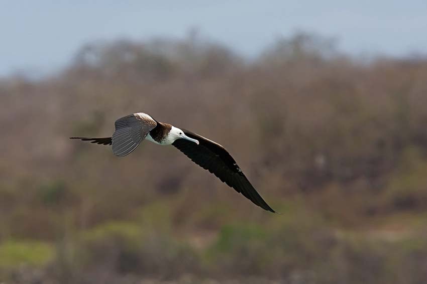 frigatebird10
