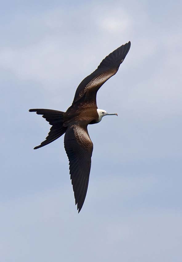 frigatebird12