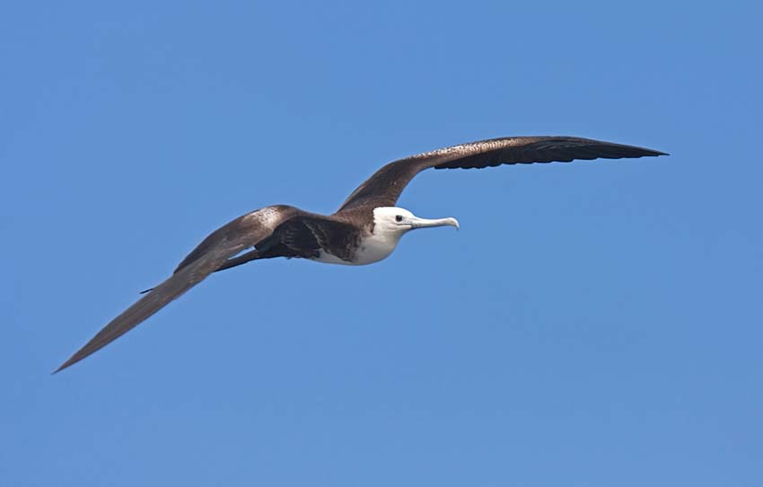 frigatebird23