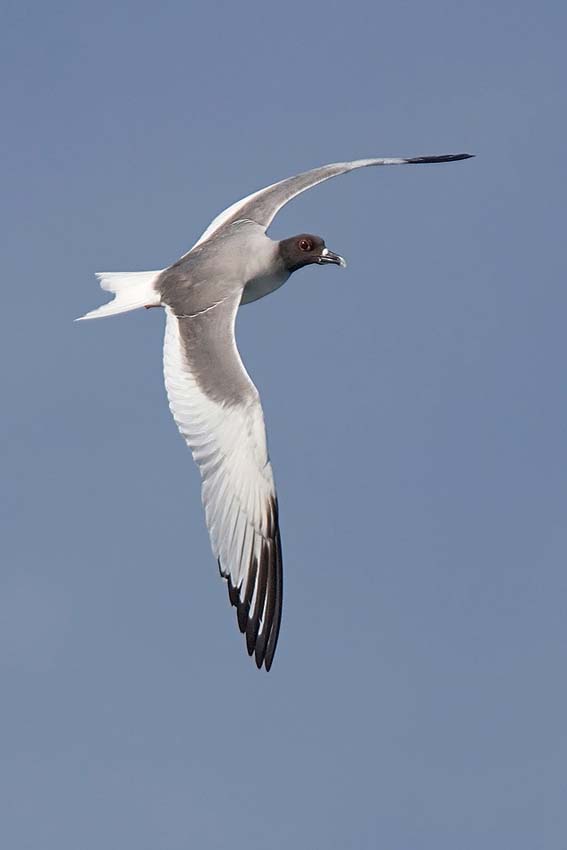 swallowtailedgull15