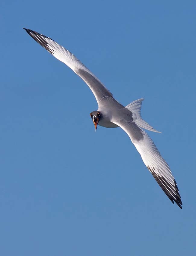 swallowtailedgull18