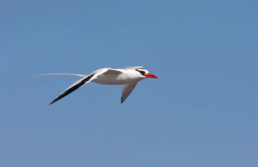 tropicbird11