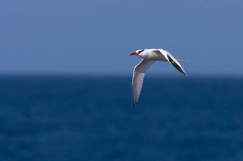 tropicbird5