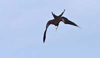 frigatebird06