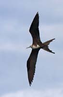 frigatebird07