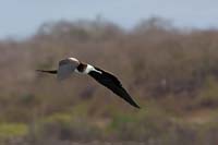 frigatebird10