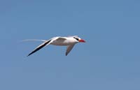 tropicbird11