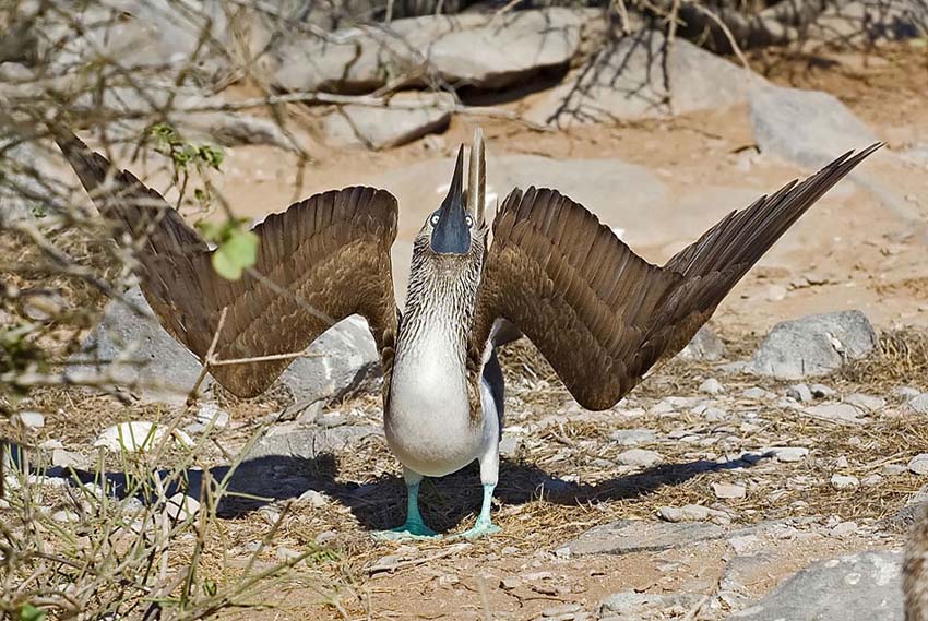 bluefootedbooby25